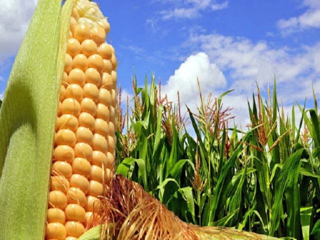 El maíz es uno de los productos que se cosecha por estos días en Batabanó.