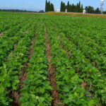 Recorre Valdés Mesa zonas agrícolas en Mayabeque.