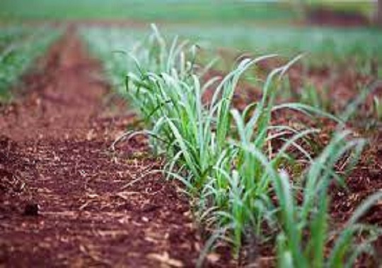 The yields are in correspondence with the attention that the cane plantations receive.