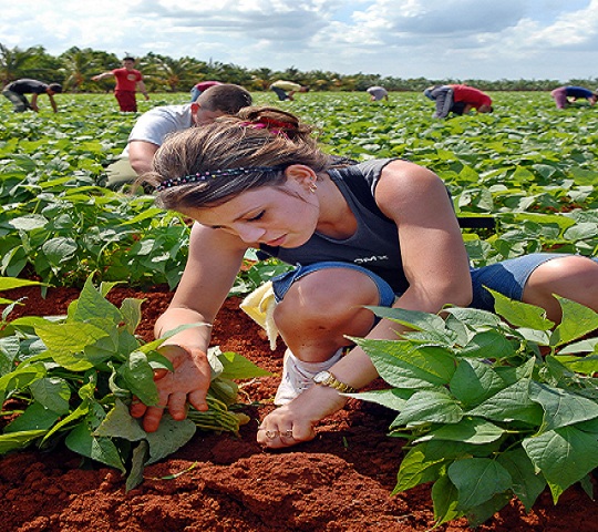 Young people from Mayabeque greet Fidel's birthday by participating in productive activities.