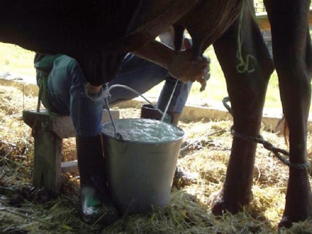 Recuperan atrasos ganaderos de Madruga en producción de leche
