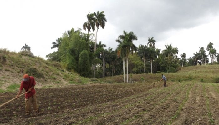 More than 1,800 hectares incorporated into food production in Jaruco.