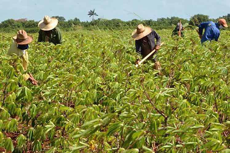 In Cuba: innovative and flexible agricultural marketing.