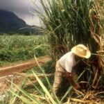 Sugarcane cultivation is a priority in Madruga