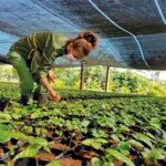 Sowing Coffee on the Plain, Utopia or Reality?
