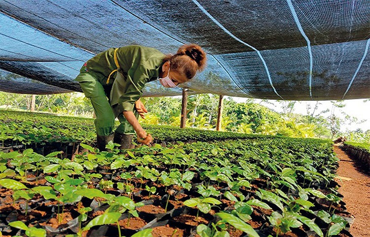 Sowing Coffee on the Plain, Utopia or Reality?