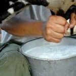 Milk production.