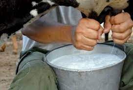 Milk production.