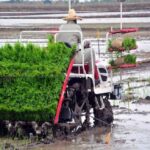 Cuba Japan Project Increases Rice Production in Mayabeque