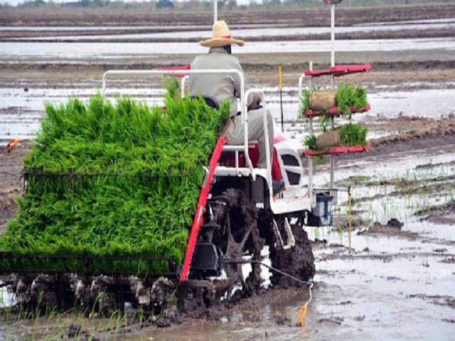 Project Cuba Japan increases rice production in Mayabeque.