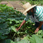 Por más alimentos.
