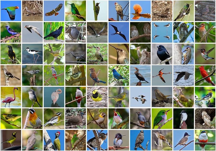 Birds of Cuba.