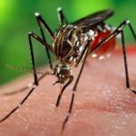 Lucha contra el mosquito Aedes Aegypti en San Nicol&aacute;s (+ Audio)