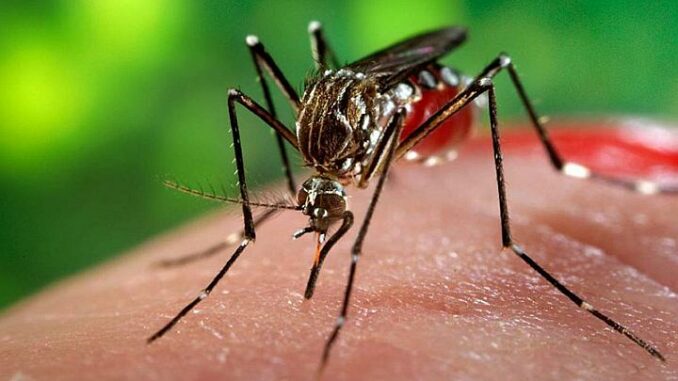Mosquito Aedes Aegyptis