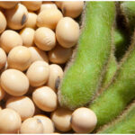 Por más producción de soya (+Audio)