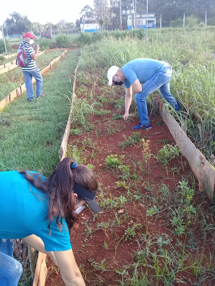 Unión de Jóvenes Comunistas en labores productivas