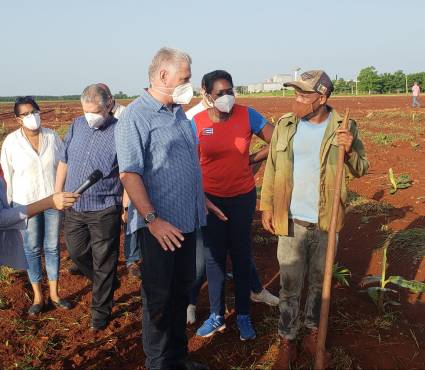 Díaz-Canel visita zonas agrícolas en Mayabeque.