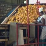 Hoy en la entidad trabajan en la elaboración de mermeladas y compotas de guayaba.
