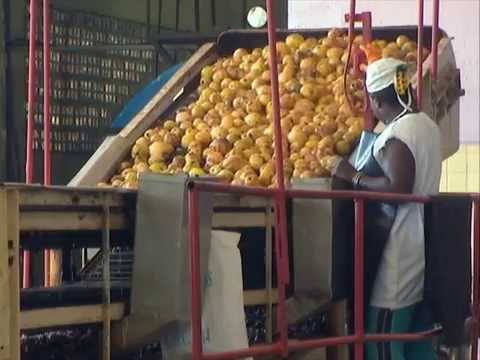 Hoy en la entidad trabajan en la elaboración de mermeladas y compotas de guayaba.