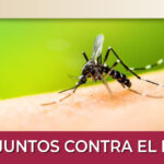 Mosquito that transmits dengue fever.