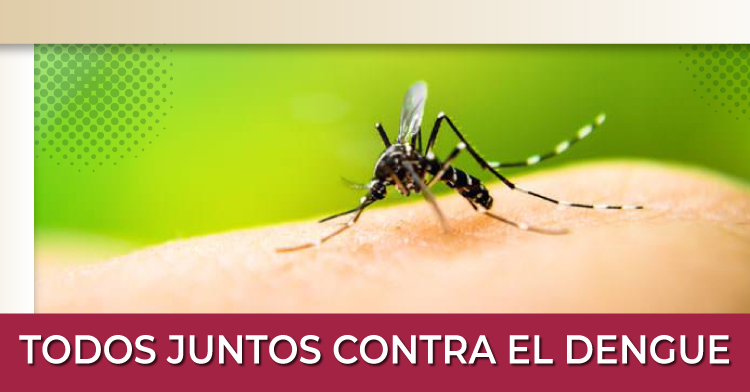 Mosquito transmisor del dengue.