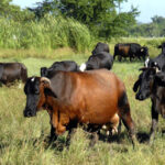 Exitoso desarrollo ganadero en Madruga (+Audio)