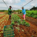 Women in support of agricultural work