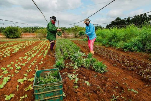 Peasant women support agricultural work.