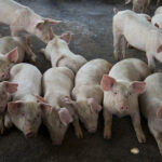 Pig cattle. Photo: Cubadebate