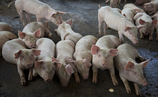 Pig cattle. Photo: Cubadebate