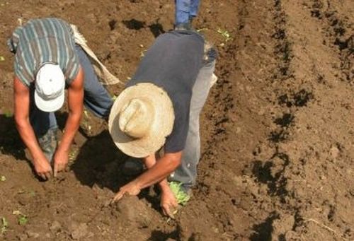 Preparación de tierras para la campaña de frío en Madruga