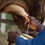 Peasant sector in Batabanó meets production of milk