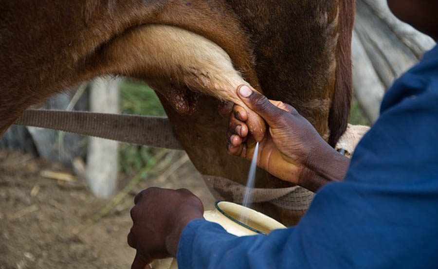 Cumple producción de leche sector campesino en Batabanó