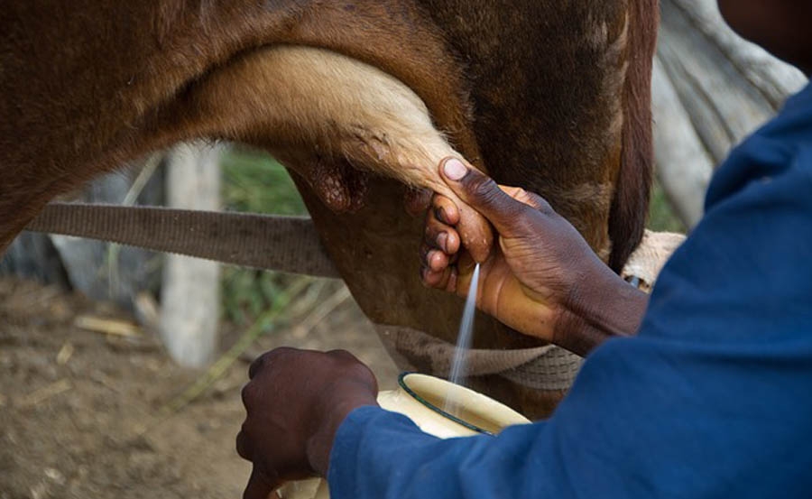 Peasant sector in Batabanó meets production of milk.