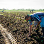Batabanó Advances in Sowing of Prioritized Crops during Cold Season