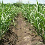 Farmers promote work aimed at increasing sugarcane areas.