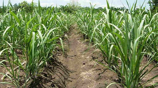 Farmers promote work aimed at increasing sugarcane areas.