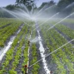 Agricultores de Bejucal trabajan por mejores cosechas.