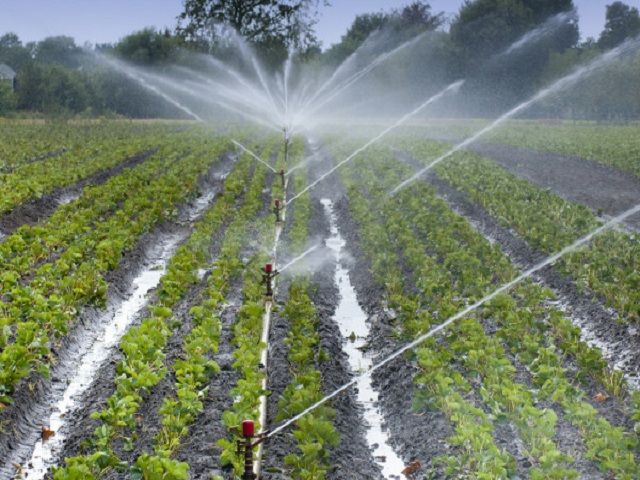 Agricultores de Bejucal trabajan por mejores cosechas.
