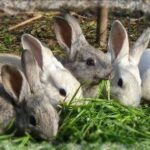 A favor del mejoramiento genético de especies cunícolas en el país (+ Audio)