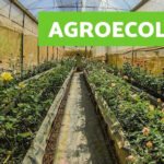 Bejucal motivates farmers to apply agro-ecological techniques