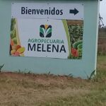 Agricultores de Melena del Sur incrementan la entrega de alimentos para consumo social (+Audio)