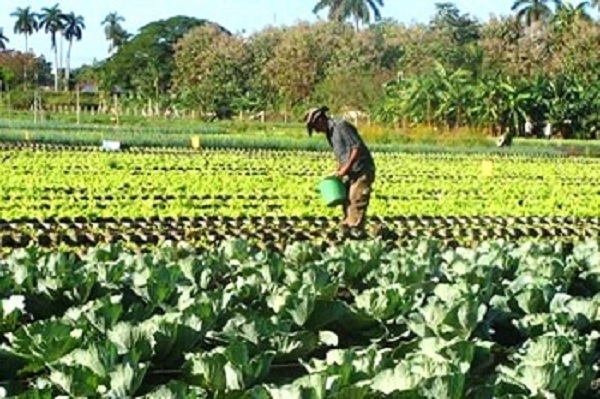 Empresa Agropecuaria "Rubén Martínez Villena" garantiza productos a mercado estatal de Madruga