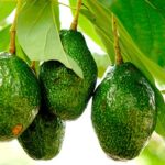 Exportaci&oacute;n de producciones y cosechas para mejorar el desarrollo de la agricultura (+ Audio)