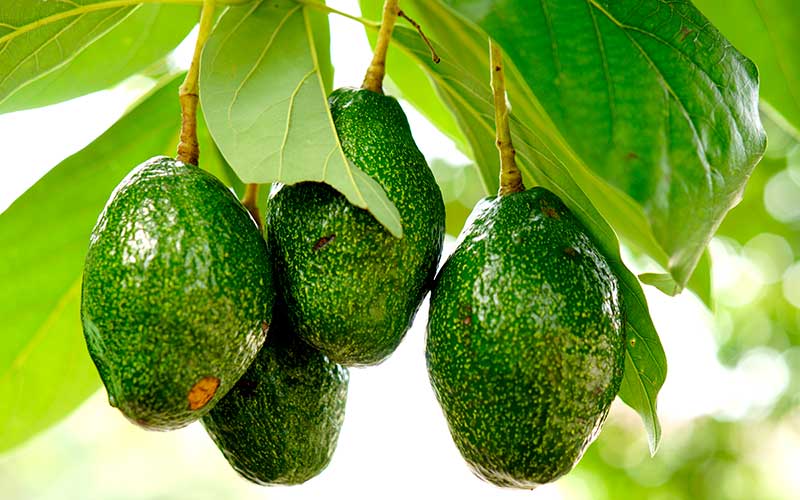 Avocado harvest.