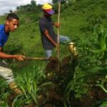 Reforma agraria: la ley que transformó a Cuba.