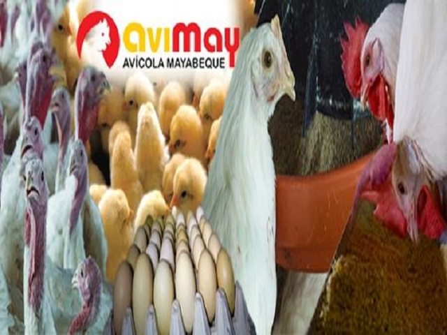 Strategies to guarantee self-financing in Mayabeque Poultry Company.