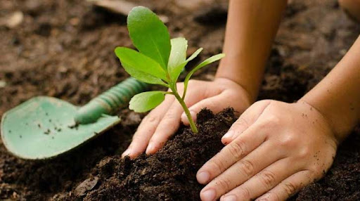 Agroecological garden.