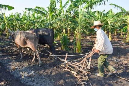 Campesino en su labor en el campo.