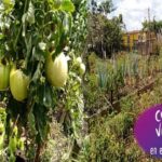 Promueven producción de alimentos desde patios y parcelas.